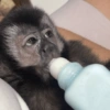 🐒 Macaco pra Reagir 10