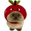 Olhas os gatinhos fofinhos 16