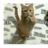 Kitfen lütfen en fen lütfen lütfen Mten lütfen lütfen Yucien lüt lu lütfer lütfen lütfen lütfen Jutr