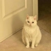 Cat meme 2 10