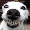 🐶🐕🦴PERRITOS | DOGS🦴🐕🐶 14