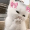 Gatinhos fofos 6