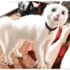 Kucing prik 11