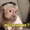 Macacos 🙈🙈🙈 6