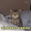 🐱Gatitos Shitposting 1🐈 8