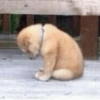 🐾Mix perritos tristes🐶🐾 7