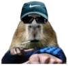 Capivara 👀 17