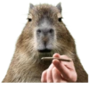 Capivara 👀 10