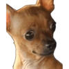 Cachorro meme 8