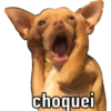 Cachorro meme 14