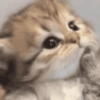 🧿Gatos para chat miau🐱🐈 5
