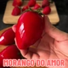Morango do Amor 🍓 16