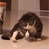 KUCINGABLE 9