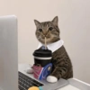 Cat meme 2 25