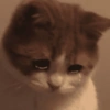 🐾Mix gatitos tristes😿🐾 9