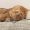 🐾Mix gatitos tristes😿🐾 10