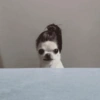 Chihuahuas 😁 7