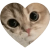 Love Kitten 🐾🐱 14