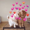 Gatitos amor 💘 8