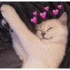 Gatos românticos ❤️🐈 5