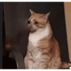 🌈🐈‍⬛✨️Gatos Funny Mood✨️🐈‍⬛🌈 13