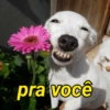 Cantadas infalíveis  14