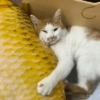 🧿Gatos para chat miau🐱🐈 21