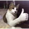 Random Cat 🐾 13