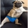 Animales Graciosos 😂 9