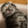 🌈🐈‍⬛✨️Gatos Funny Mood✨️🐈‍⬛🌈 22