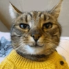 Cat meme 2 30
