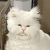 Cat meme 2 5