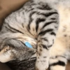 🧿Gatos para chat miau🐱🐈 24