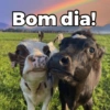 Bom dia!