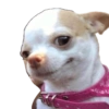 Cachorro meme 5