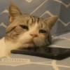 🐾Mix gatitos tristes😿🐾 8