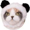 Olhas os gatinhos fofinhos 7