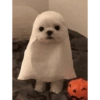 Perritos 🥰 12