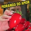 Morango do Amor 🍓 17