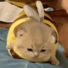 🧿Gatos para chat miau🐱🐈 10