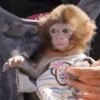 🐒 Macaco pra Reagir 11
