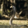 Funny snakes 12