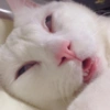 Cat meme 2 22