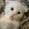 Cat meme 2 26
