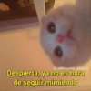 🔮Memes que NECESITAS🔮 12