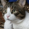 Cat meme 2 14