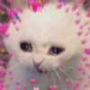 Gatitos amor 💘 6