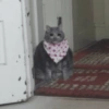 Bandana Cat Pose