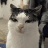 Gatinhos fofos 10