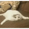 KUCINGABLE 15